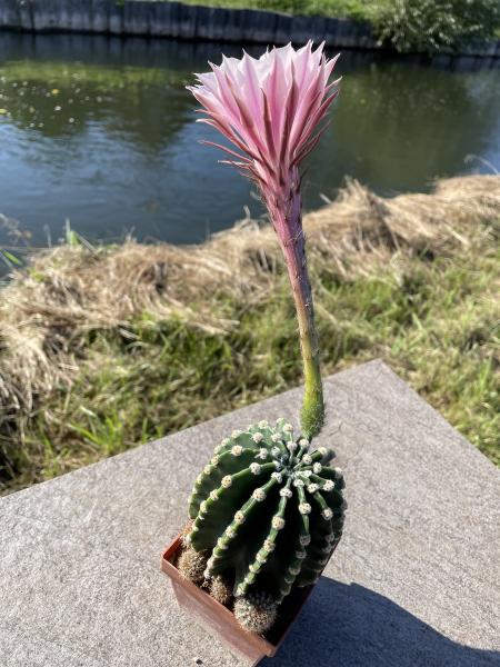Echinopsis moso